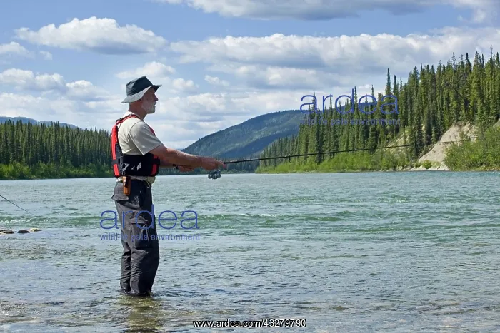 : Man fishing upper Liard River, standing in shallow : Man fishing upper Liard River, standing in shallow