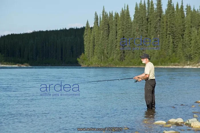 : Man fishing upper Liard River, standing in shallow : Man fishing upper Liard River, standing in shallow