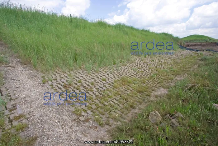 : Man made flood defence wall salt marsh : Man made flood defence wall salt marsh