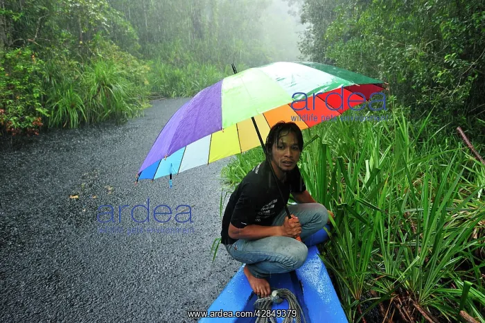 : Man - guide on the boat with heavy rain on the : Man - guide on the boat with heavy rain on the
