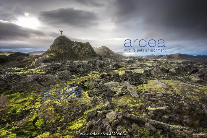 : Man on a hill in a black lava field with green moss : Man on a hill in a black lava field with green moss