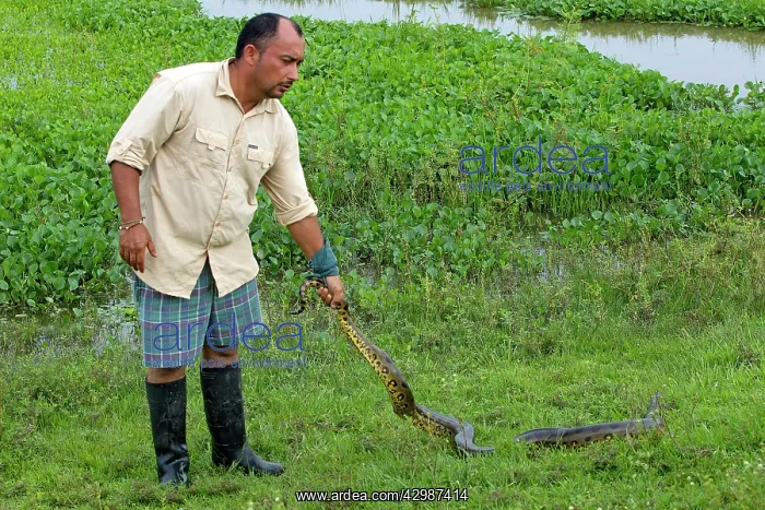 : Man holding Anaconda tail : Man holding Anaconda tail