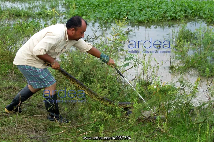 : Man holding Anaconda tail whilst holding down head with rod : Man holding Anaconda tail whilst holding down head with rod