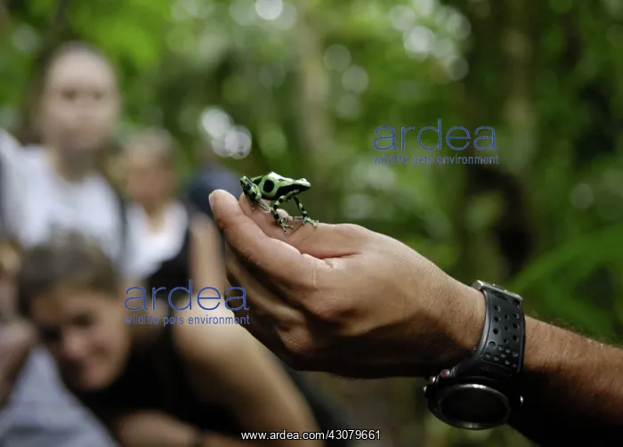 : Man Holding Black Poison Frog : Man Holding Black Poison Frog