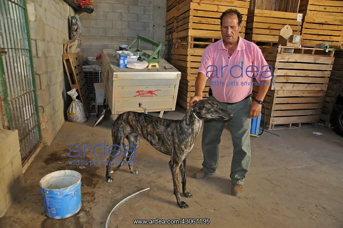 : Man holding her firmly by the neck Galgo Spain : Man holding her firmly by the neck Galgo Spain