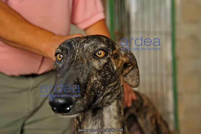 : Man holding her firmly by the neck Galgo Spain : Man holding her firmly by the neck Galgo Spain