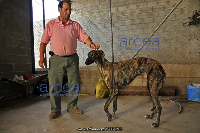: Man holding her firmly by the neck Galgo Spain : Man holding her firmly by the neck Galgo Spain