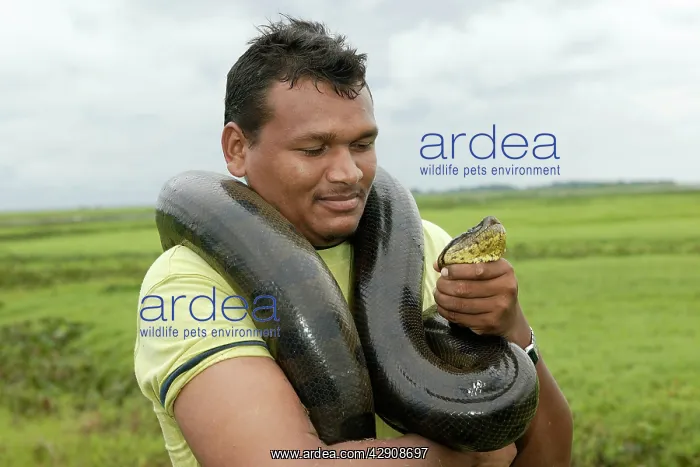 : Man holding Green ANACONDA - research : Man holding Green ANACONDA - research