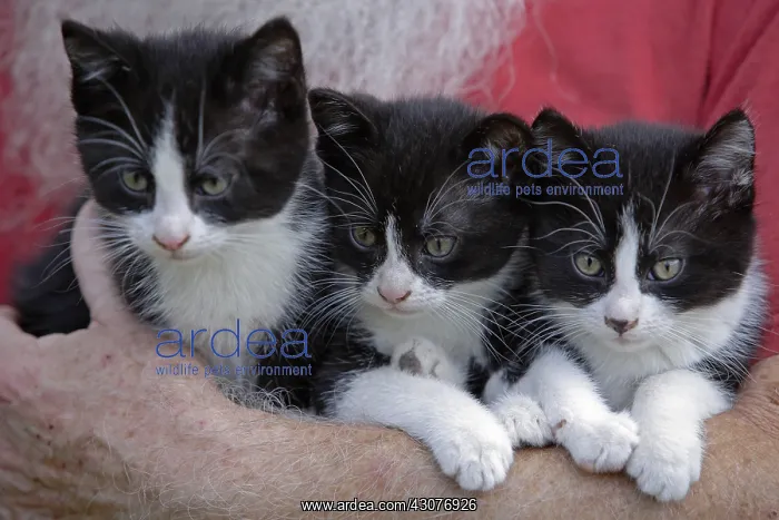  : Man holding kitten in is arms Normandy France