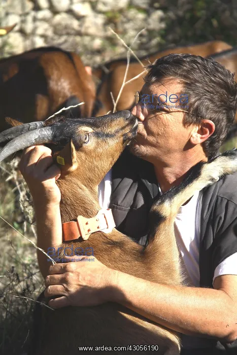 : Man kissing a goat France : Man kissing a goat France