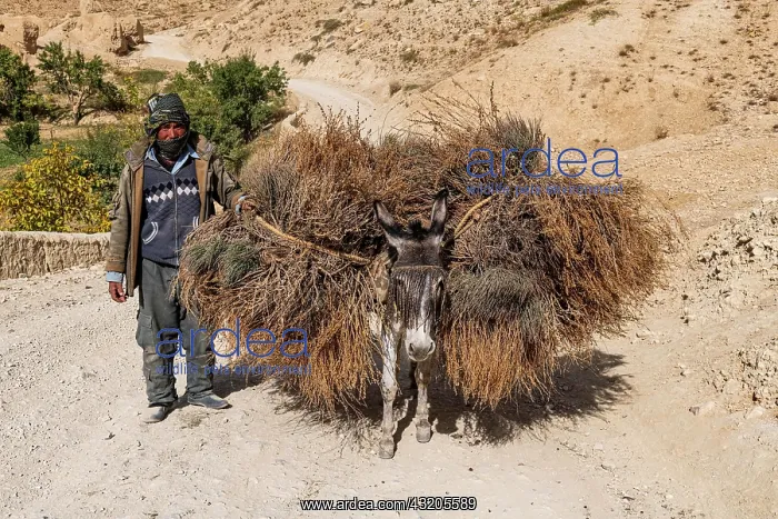  : Man with his loaded donkeys on his way home, Yakawlang