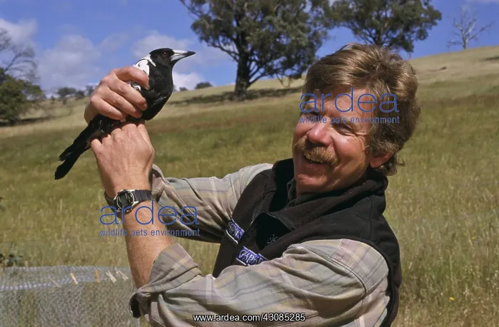 : Man with magpie, Australia : Man with magpie, Australia