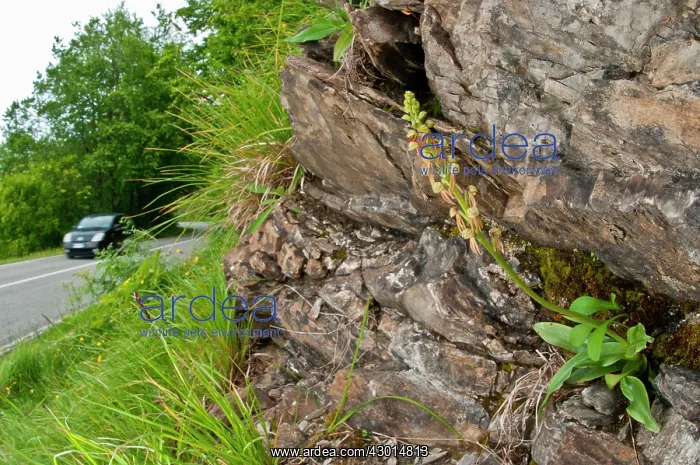 : Man Orchid very close to the road with a car in background : Man Orchid very close to the road with a car in background