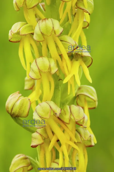 : Man Orchid - in flower. Rare in UK : Man Orchid - in flower. Rare in UK