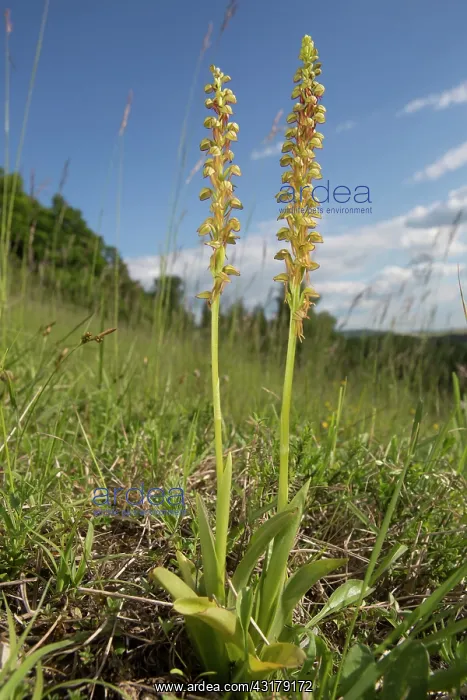 : Man orchid (Orchis anthropophora), Two flowers in : Man orchid (Orchis anthropophora), Two flowers in