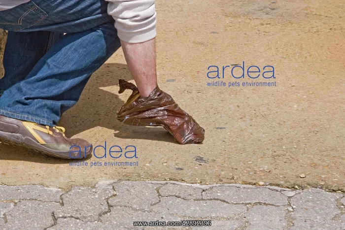 : Man - picking up dog faeces : Man - picking up dog faeces