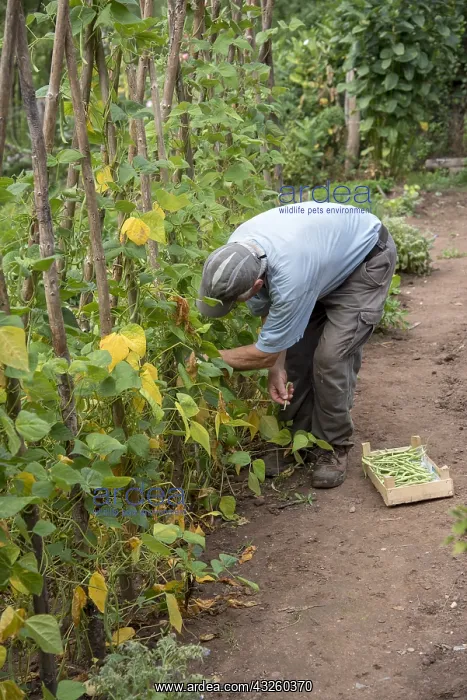 : Man picking French beans Allegria : Man picking French beans Allegria