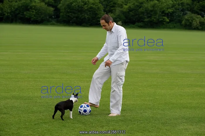  : Man - playing football with Boston Terrier dog