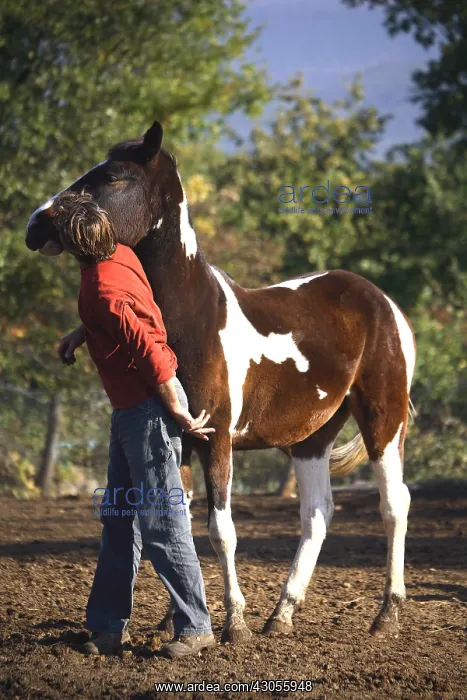 : Man playing with a piebald France : Man playing with a piebald France