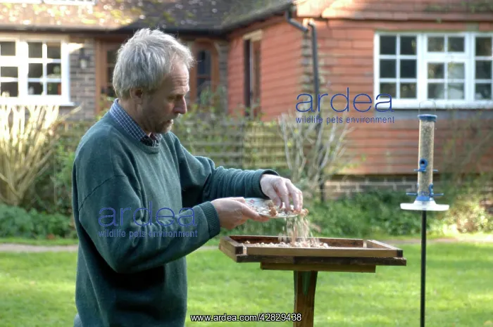  : Man putting out crumbs for the birds on bird table