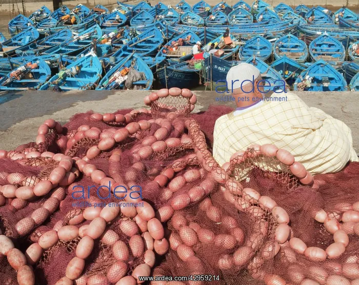 : Man resting on heap of fishing nets and observing : Man resting on heap of fishing nets and observing
