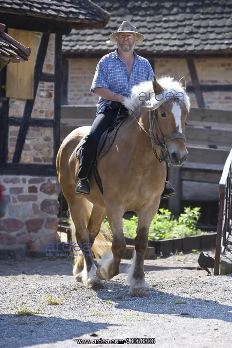 : Man riding a Comtois drought at Alsace Ecomuseum France : Man riding a Comtois drought at Alsace Ecomuseum France