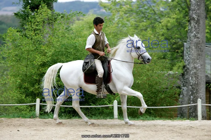  : Man riding Horse - training for Falconry