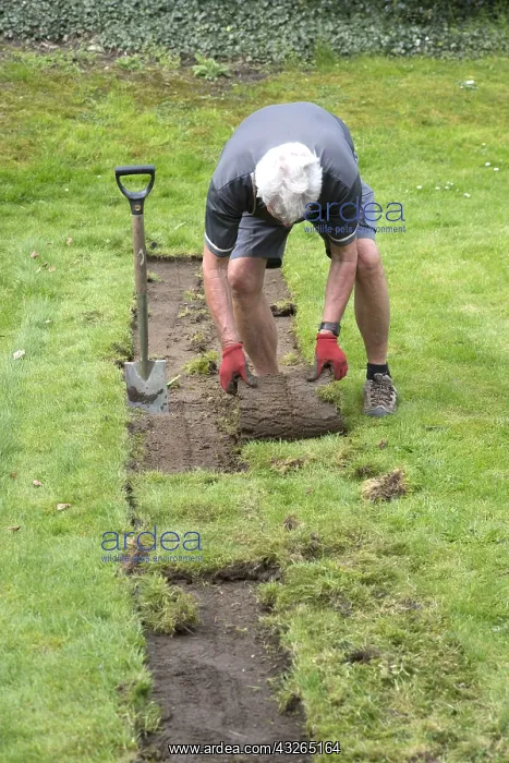 : Man rolling cut turf from lawn UK : Man rolling cut turf from lawn UK