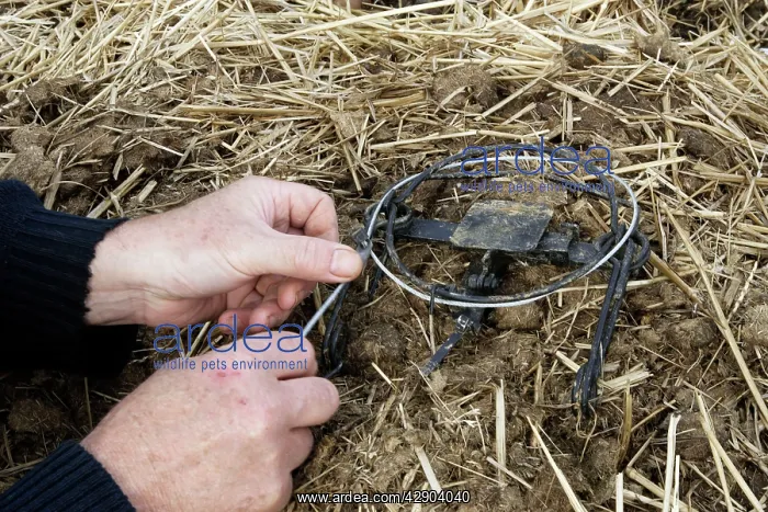 : Man setting humane trap 'Belisle trapI - animals : Man setting humane trap 'Belisle trapI - animals