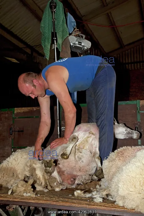 : Man shearing sheep : Man shearing sheep