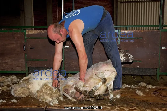 : Man shearing sheep : Man shearing sheep