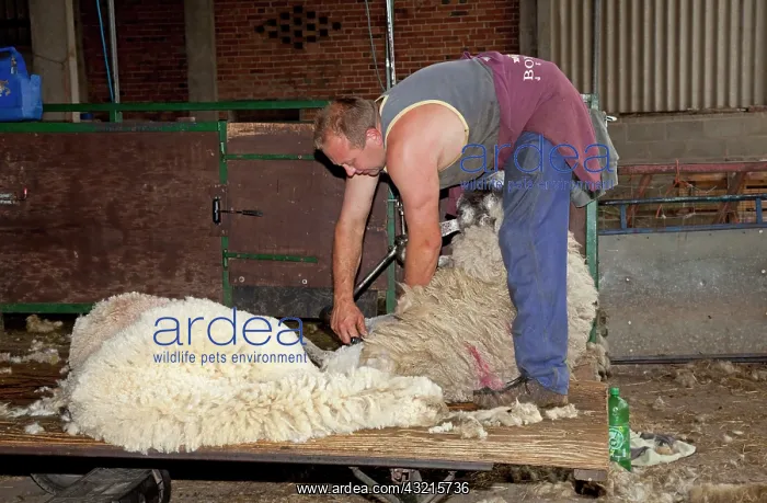 : Man shearing sheep fleece - Colemans Hill Farm UK : Man shearing sheep fleece - Colemans Hill Farm UK
