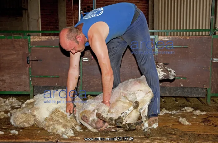 : Man shearing sheep fleece - Colemans Hill Farm UK : Man shearing sheep fleece - Colemans Hill Farm UK