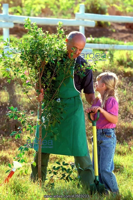  : Man showing girl how to plant young tree