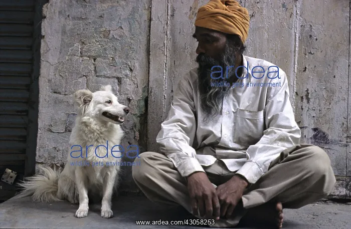 : Man sitting watching his dog Amritsar India : Man sitting watching his dog Amritsar India