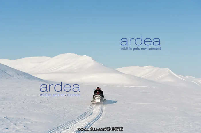 : Man on snowmobile on it's way at Spitsbergen : Man on snowmobile on it's way at Spitsbergen