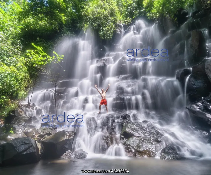: Man standing in a waterfall, Air Terjun Kanto Lampo : Man standing in a waterfall, Air Terjun Kanto Lampo