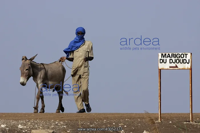: Man taking his Ass to a water point Senegal : Man taking his Ass to a water point Senegal