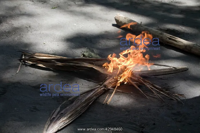 : Man from Tanna Island, Vanuatu demonstrating traditional : Man from Tanna Island, Vanuatu demonstrating traditional