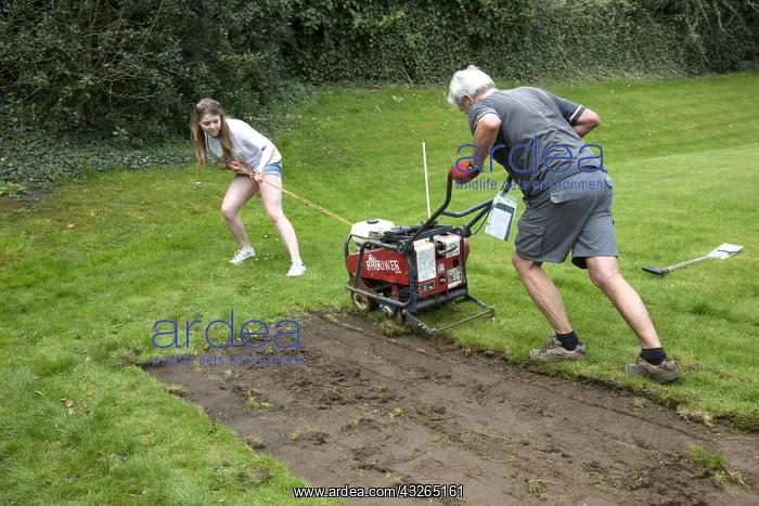 : Man and teenage girl using machine to cut turf from : Man and teenage girl using machine to cut turf from