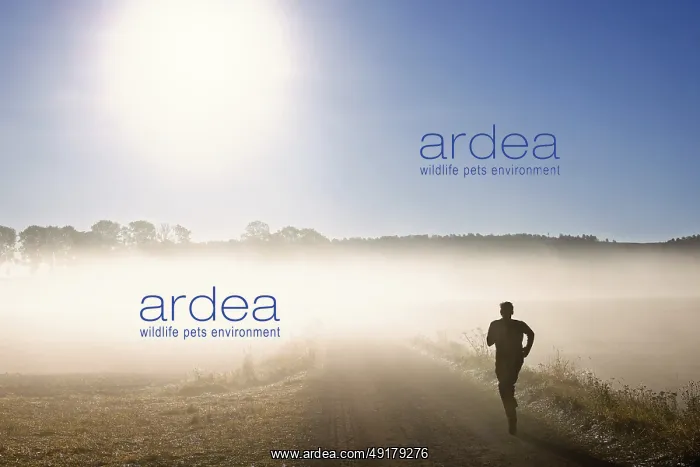 : Man training running on a gravel road in the morning fog in a rural landscape with the sun shining through the fog : Man training running on a gravel road in the morning fog in a rural landscape with the sun shining through the fog