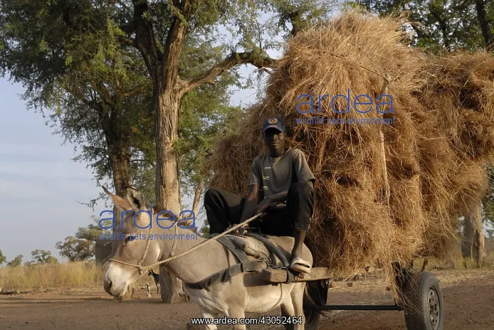 : A man back to the village with his cart : A man back to the village with his cart