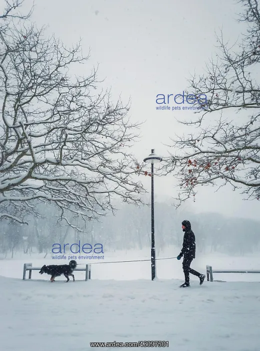 : Man walking his dog in the city park. Silhouette : Man walking his dog in the city park. Silhouette