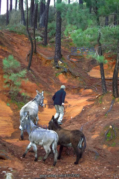 : Man walking donkeys in a pine forest Provence France : Man walking donkeys in a pine forest Provence France