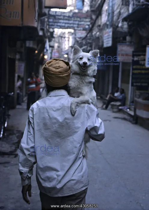 : Man walking in the street carrying hisr dog Amritsar India : Man walking in the street carrying hisr dog Amritsar India