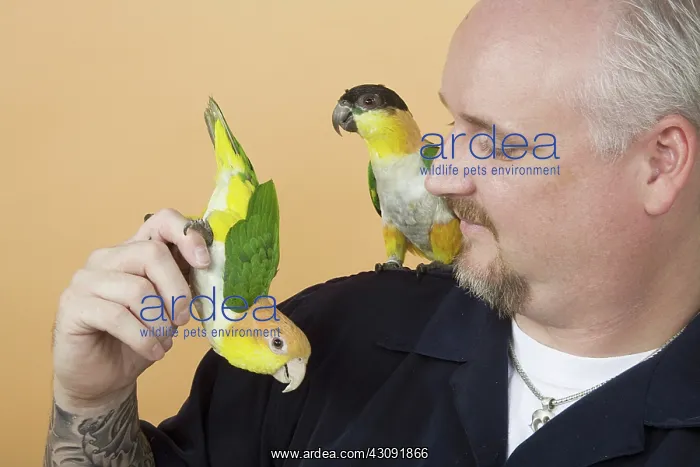 : Man with White-bellied and Black-headed Caiques : Man with White-bellied and Black-headed Caiques