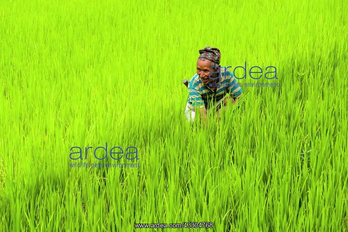 : Man is working in green terrace rice fields, Upper : Man is working in green terrace rice fields, Upper