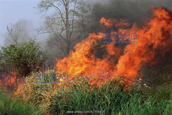 : Managed burning of savanna woodland : Managed burning of savanna woodland
