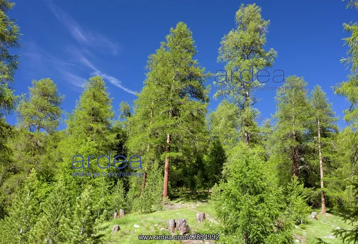 : Managed natural Larch forest : Managed natural Larch forest