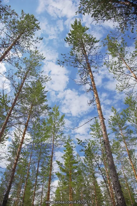 : Managed Pine Forest : Managed Pine Forest